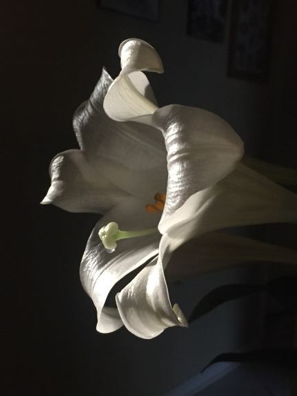 Easter Lilly